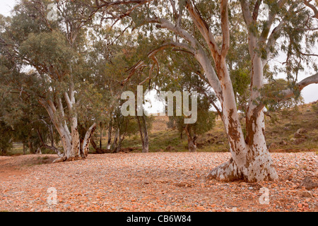 River Red Gums dans Kanyaka Creek près de Kanyaka Homestead, dans le Southern Flinders Ranges de l'outback Australie du Sud Banque D'Images