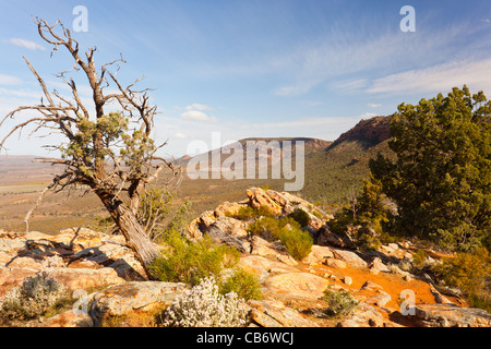 Vue de Jarvis Hill Lookout sur gamme Yourambulla près de Hawker dans le Southern Flinders Ranges dans le sud de l'Australie outback Banque D'Images