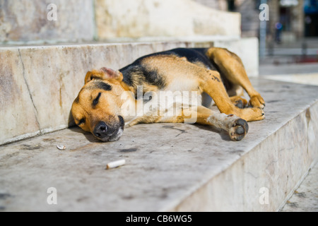 Sans-abri couchage Chien Banque D'Images