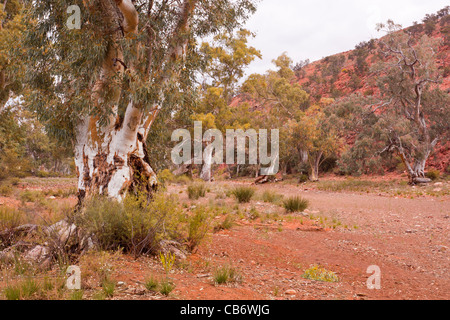 Old River Red Gums (Eucalyptus camaldulensis) bordant le ruisseau Moralana sec sur la Moralana Scenic Drive dans les Flinders Ranges Banque D'Images