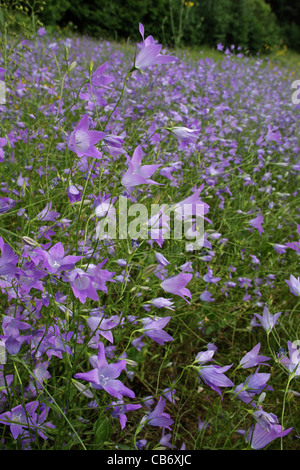 Paysage d'été avec l'épandage sauvage fleurs campanule (Campanula patula, Campanulaceae), montagnes Rodopi, Bulgarie Banque D'Images