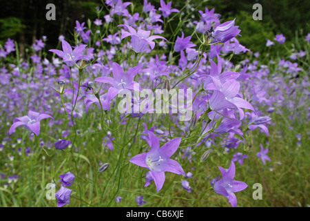 Paysage d'été avec l'épandage sauvage fleurs campanule (Campanula patula, Campanulaceae), montagnes Rodopi, Bulgarie Banque D'Images