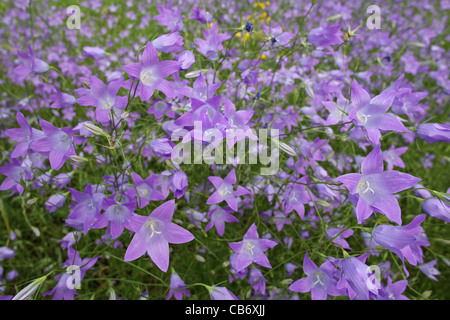 Paysage d'été avec la diffusion de la campanule (Campanula patula, Campanulaceae), montagnes Rodopi, Bulgarie Banque D'Images