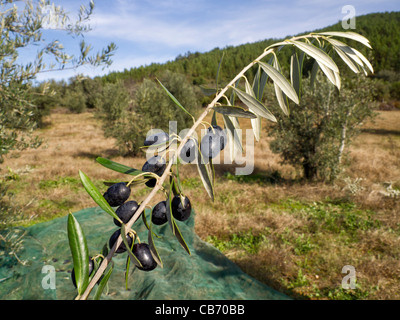 Sur la branche d'Olives Banque D'Images