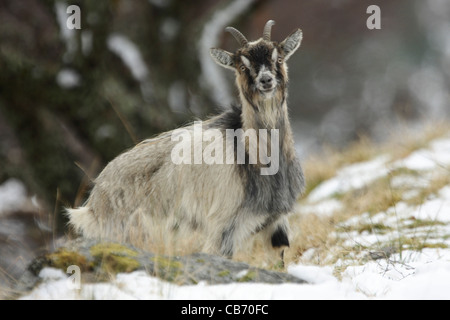 Chèvre férale Capra hircus Ecosse Banque D'Images