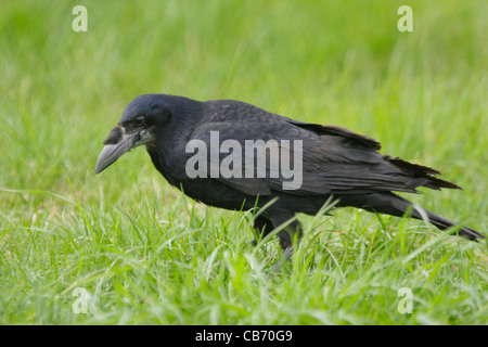 Corvus frugilegus Rook Ecosse Banque D'Images