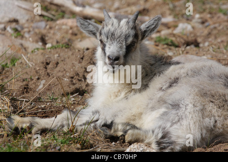 De chèvre Capra hircus Feral kid Ecosse Banque D'Images