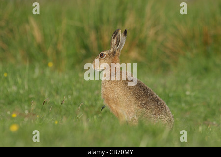 Lièvre brun Lepus europaeus UK Banque D'Images
