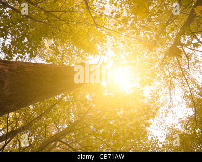 L'Auge Sun Forest Banque D'Images