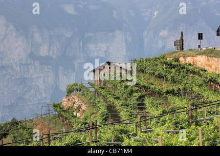 Vignoble dans les Alpes, région du Trentin, Italie Banque D'Images