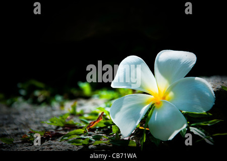 Belle fleur de frangipanier avec fond vert sombre Banque D'Images