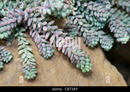 La queue de Burro (Sedum Sedum burrito) Banque D'Images