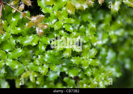 Chêne kermès, Kermesek (Quercus coccifera) Banque D'Images