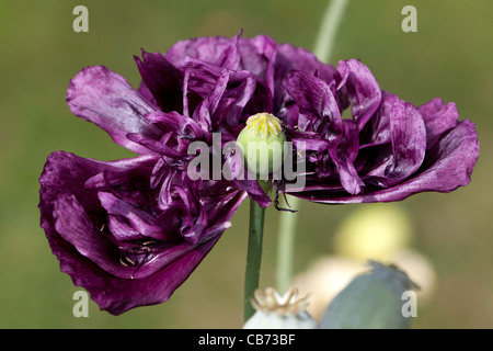 'Black Dragon', du pavot à opium (Papaver somniferum) Pionvallmo Banque D'Images