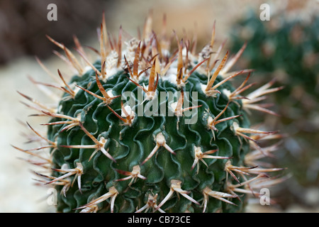 Echinofossulocactus tricuspidatus, Blekgul skrynkelkaktus (Stenocactus phyllacanthus) Banque D'Images