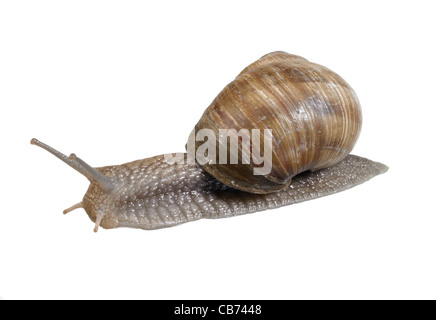 La photographie de studio d'un escargot de vigne vu de dos à dos blanc Banque D'Images