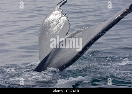 Fluke d'une baleine à bosse Megaptera novaeangliae / Banque D'Images
