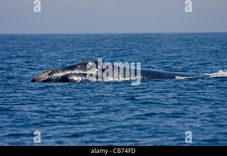 Baleine noire de l'Atlantique Nord (Eubalaena glacialis) Banque D'Images