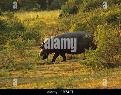 Un hippopotame marche à travers la végétation arbustive en Ouganda (Afrique) au temps du soir Banque D'Images