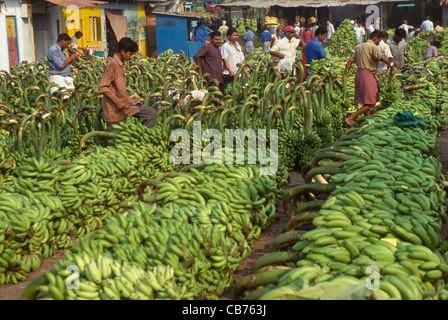 Porteurs de grandes grappes de bananes vertes au marché principal, Ernakulam, Kerala, Inde Banque D'Images