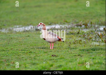 Egyptian goose, Alopochen aegyptiacus, sur Marsh, Norfolk, Angleterre Banque D'Images