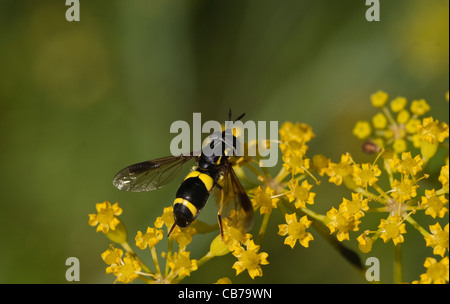 Temnostoma bombylans Bumblebee Hover Fly sur le fenouil Banque D'Images