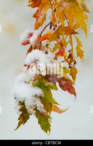 Neige sur jaune, orange, vert et rouge les feuilles d'automne. Un événement rare. Banque D'Images