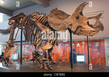 Dinosaure Triceratops, Hall, le Musée d'Histoire Naturelle, Los Angeles, Californie, USA Banque D'Images