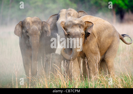 Des éléphants au Dhikala à Jim Corbett Tiger Reserve, en Inde. Banque D'Images