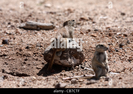 Homme et femme à queue ronde (Spermophilus tereticaudus), Arizona, USA Banque D'Images