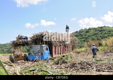 Les travailleurs de la récolte d'un champ de canne à sucre La canne à sucre en Jamaïque Banque D'Images