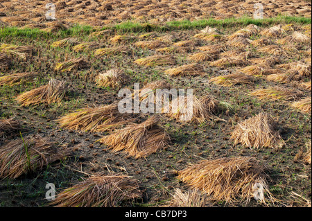 Des tas de paille laissés après la récolte du riz, en attente d'être recueillis dans la campagne de l'Inde rurale. L'Andhra Pradesh, Inde Banque D'Images