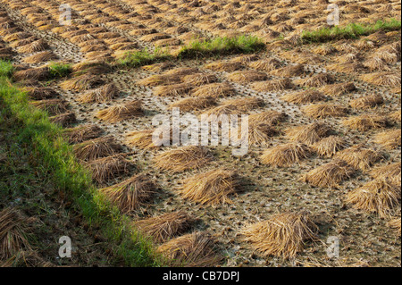 Des tas de paille laissés après la récolte du riz, en attente d'être recueillis dans la campagne de l'Inde rurale. L'Andhra Pradesh, Inde Banque D'Images