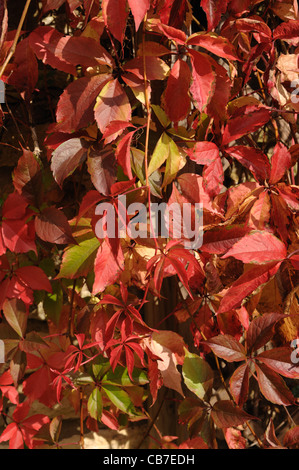 Une vigne vierge (Parthenocissus quinquefolia) en rouge la couleur en automne sur un mur en pierre de Cotswold Banque D'Images