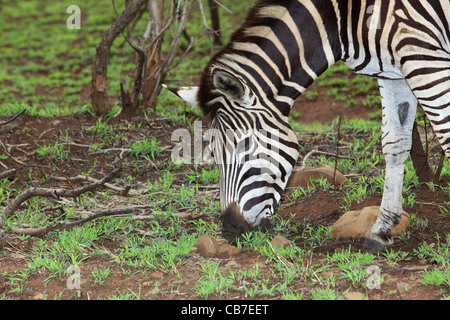 Plaines ou le zèbre de Burchell (Equus burchellii) pâturage dans le Parc National Kruger, Afrique du Sud. Banque D'Images