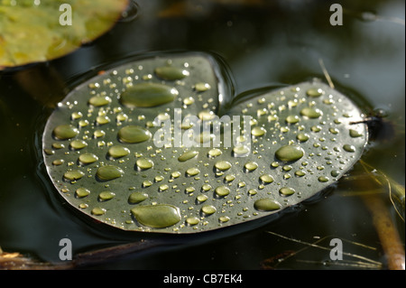 Les gouttelettes d'eau de pluie sur des feuilles de nénuphar sur un étang de jardin Banque D'Images
