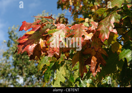 Feuillage de l'automne sur le chêne rouge (Quercus rubra) sur un jour d'automne, Devon Banque D'Images