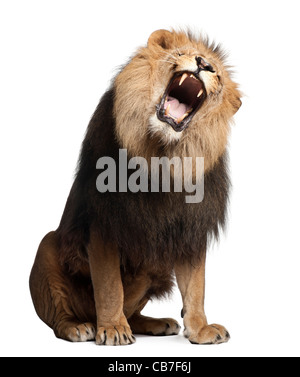 Lion, 8 ans, Panthera leo, rugissant devant un fond blanc Banque D'Images