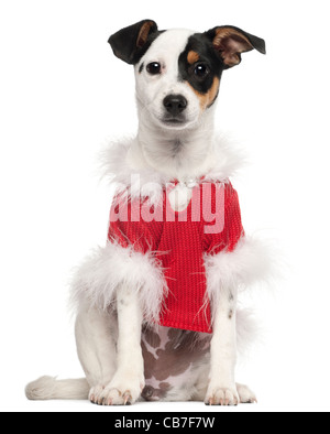 Jack Russell Terrier puppy, âgé de 5 mois, portant un cavalier Noël in front of white background Banque D'Images