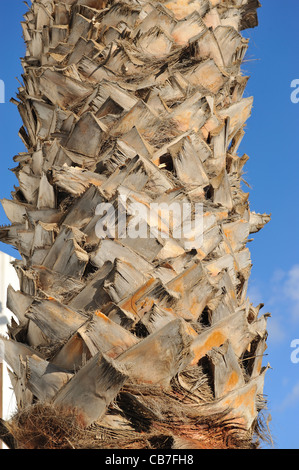 Close-up de l'écorce d'un grand palmier Banque D'Images