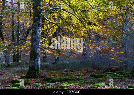 Bois de hêtre à l'automne. Monte Santiago Monument Naturel. County Las Merindades. Burgos, Castille et Leon. Espagne Banque D'Images