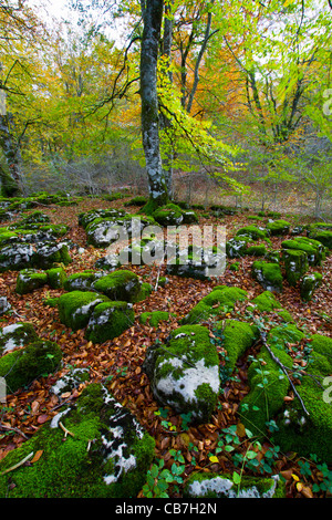 Bois de hêtre à l'automne. Monte Santiago Monument Naturel. County Las Merindades. Burgos, Castille et Leon. Espagne Banque D'Images