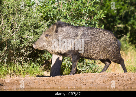 Javelina ou Pecari tajacu pécari à collier,, dans le sud du Texas. Banque D'Images