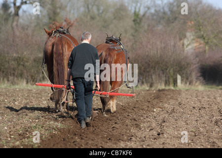 Gressenhall labour cheval Norfolk UK GO Banque D'Images