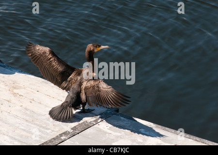 Cormorant desséchant ses ailes sur un quai dans la baie de Cardiff au sud du Pays de Galles. Phalocrocorax carbo. Banque D'Images