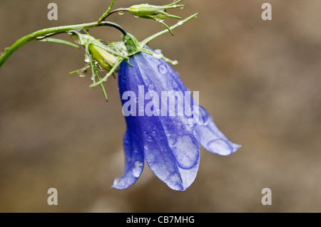 La campanule à feuilles rondes couvertes de fleurs en gouttes photographié close up dans le Parc National de Snowdonia, le nord du Pays de Galles UK Banque D'Images