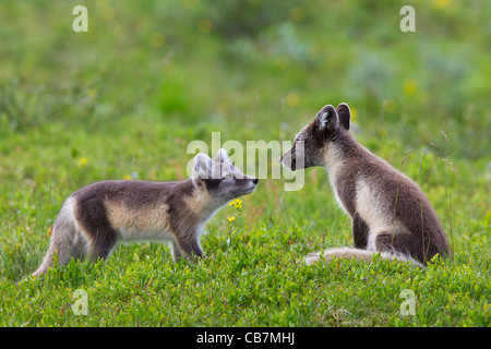 Le renard arctique (Vulpes lagopus / Alopex lagopus) Message d'cub dans la toundra adultes en été, Laponie, Suède Banque D'Images