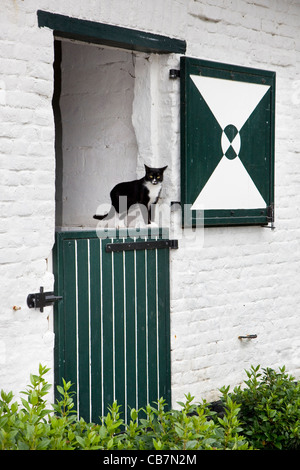 Chat de maison domestique (Felis catus) dans la porte de ferme, Belgique Banque D'Images