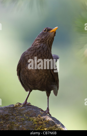 Eurasienne ou commune Blackbird (Turdus merula) Femmes Banque D'Images