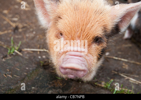 Une portée de porcelets Kune Kune de Nouvelle-Zélande Banque D'Images